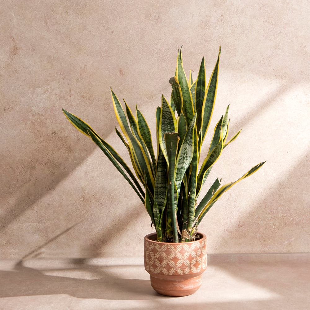 Bamboo Cadence terracotta 8.5 inches plant pot sitting on a living room console table with green plant foliage  